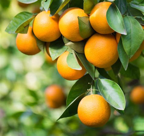 Oranger Plantation Taille Entretien Et Récolte De Saison