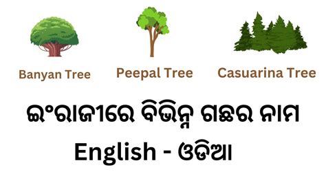 All Tree Names In English ସବୁ ଗଛ ର ନାମ ଇଂରାଜୀ ରେ English To ଓଡ଼ିଆ