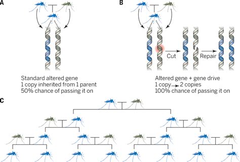 Regulating Gene Drives Science