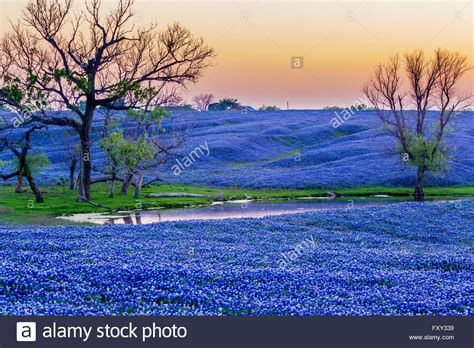 7 how does the writer describe someone happened to mention that pink was good for the brain, and i've never stopped wearing the colour since. Vast field of bluebonnet flowers, Texas state flower ...
