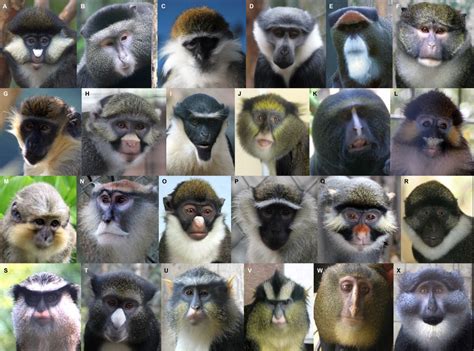 Diverse Faces Keep Guenon Monkeys From Interbreeding Wired