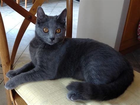 Chartreux Cat Pictures And Information Cat