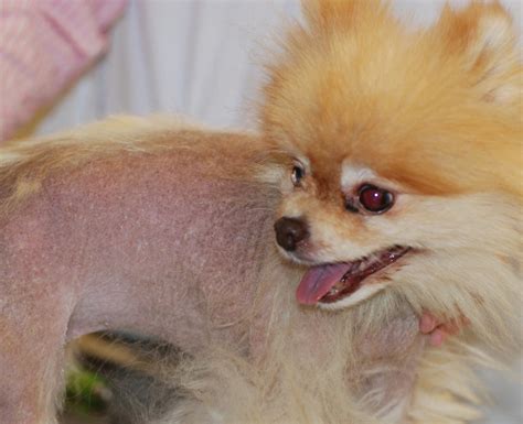 Microneedling Banishes Bareness In Precious Pet Patients Animal