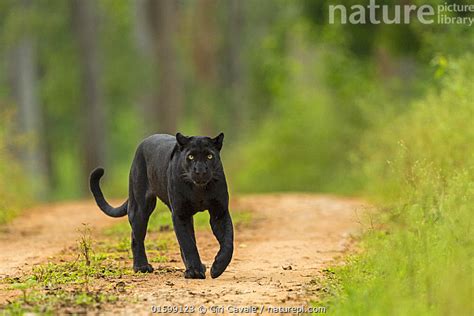 Nature Picture Library Melanistic Leopard Black Panther Panthera