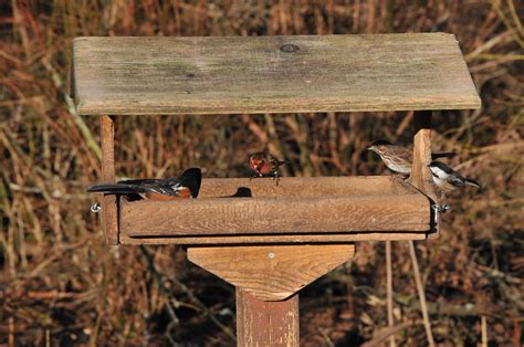 Sharing At The Feeder Richmond Nature Park Spotted Towhee Flickr