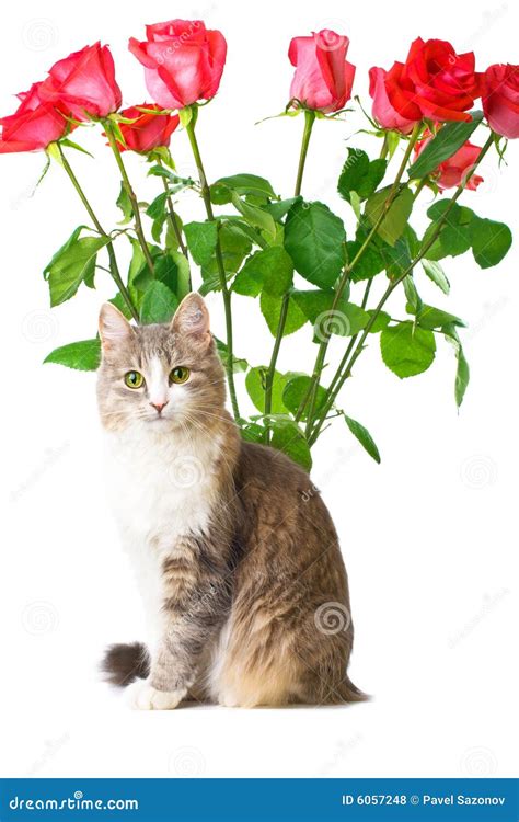 Cat And Roses Stock Photo Image Of Looking Kitten Mammal 6057248
