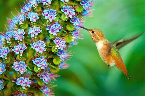Top 143 Hummingbird Wallpaper Hd
