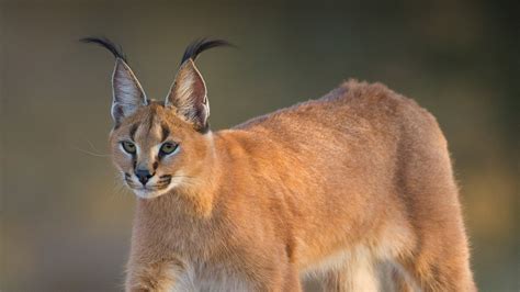 Caracal Animal African Wild Cat Desert Lynx Facts And Information