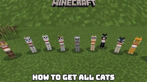How To Get All Cats In Minecraft