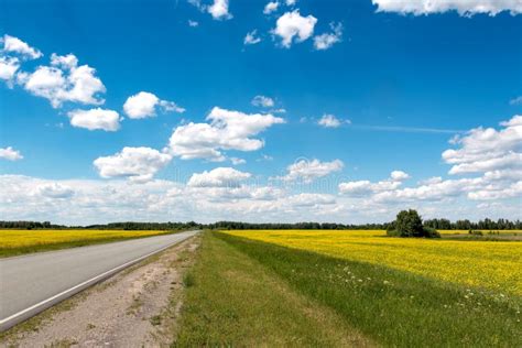 Road Flowering Fields Under The Blue Sky Stock Photo Image Of Nature