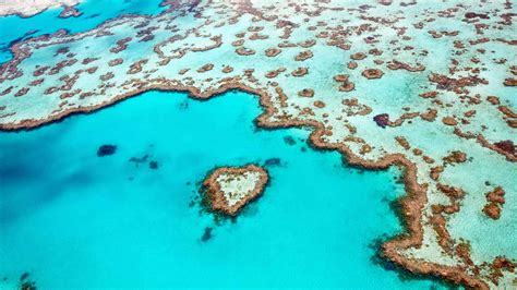 Belleza Marina Arrecifes De Coral En El Mundo