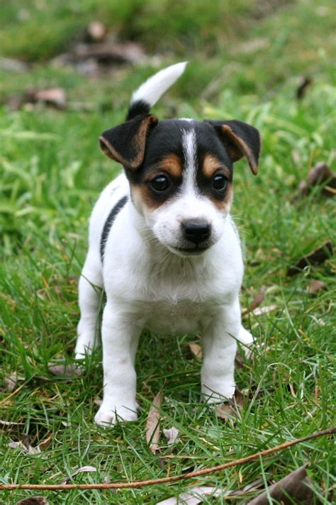 Cute Short Legged Jack Russell Terrier Puppies Pictures Jack Russell