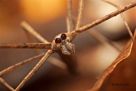 Net Casting Spider Closeup By Melvynyeo Deviantart Com Spider Creepy