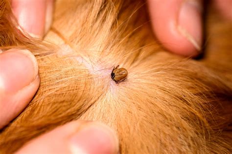 Preventing Tick Borne Diseases In Your Pets Sierra Veterinary Hospital