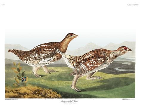Sharp Tailed Grouse John James Audubon Art Print By Billythekidtees
