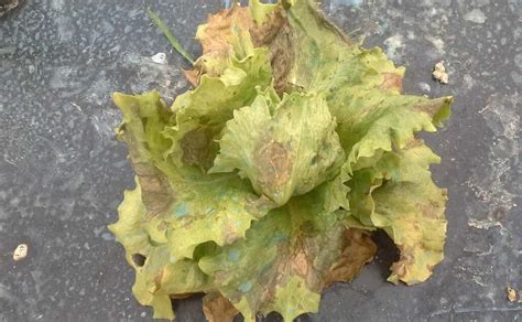 Lettuce Downy Mildew In Search Of Allies To Control The Disease SEIPASA