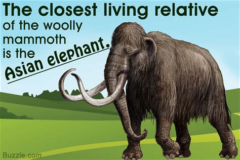 16 Fascinating Facts About Woolly Mammoths Thatll Blow You Away