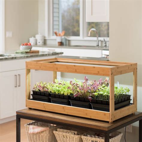 How To Grow An Indoor Herb Garden 2019 The Strategist New York Magazine