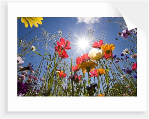 Sun And Clear Sky Above Wildflowers Posters And Prints By Corbis