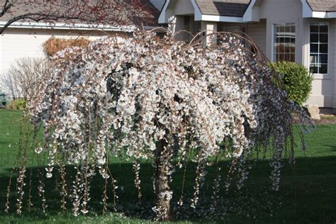 How Do You Prune A Dwarf Weeping Cherry Blossom Tree