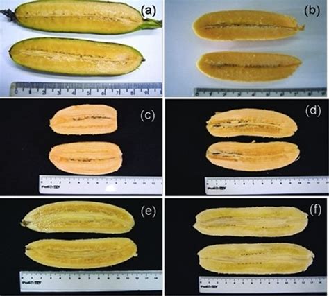 Genetically Engineered Super Bananas Begin Human Trials