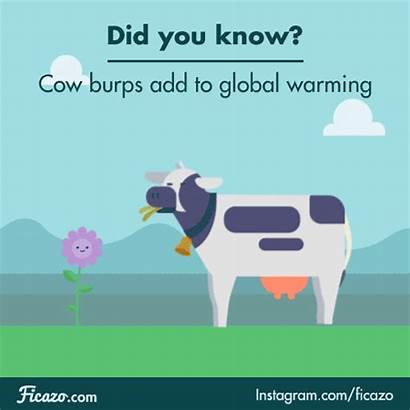 Cow Facts Cows Science Earth Animals Animal