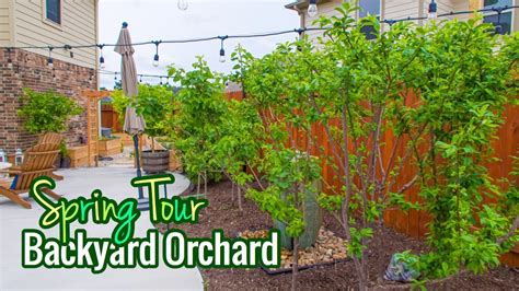 Backyard Orchard Spring Tour Over 30 Fruit Trees High Density