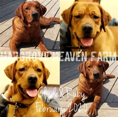 Maybe you would like to learn more about one of these? Lab Puppies for sale in Texas | AKC Registered Labradors North Texas