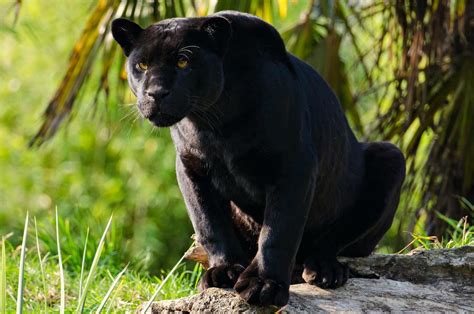 Black Panther Jungle Cat Black Jaguar Animal Wallpaper Black Panther