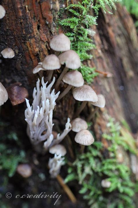 C Creativity Life In Macro The Fungi Files Brackets Jellies