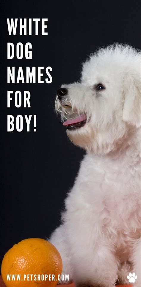 White Dog Names 102 Cute And Best Ideas Male And Female Petshoper