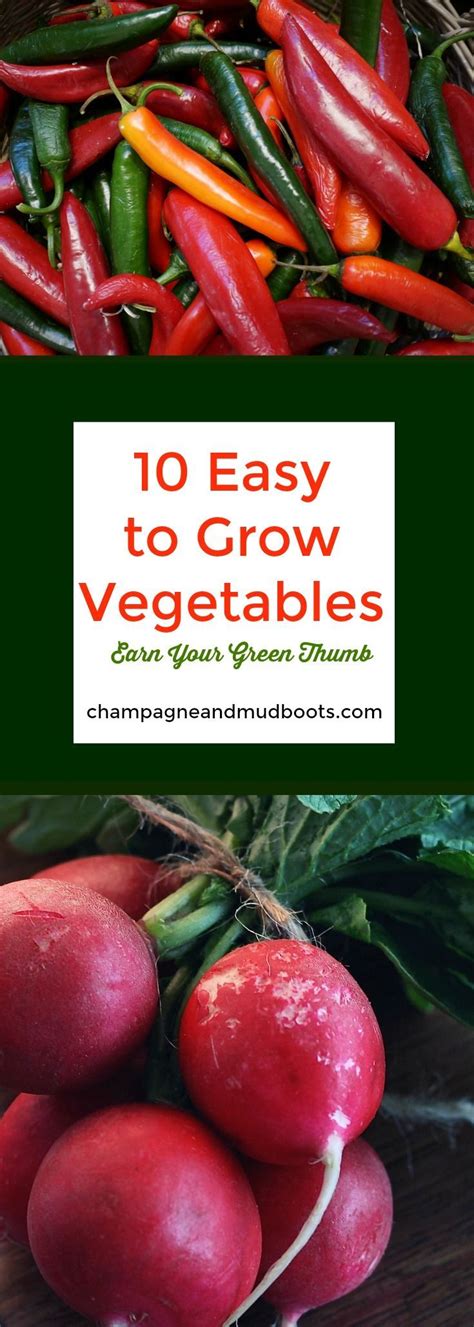 10 Easy To Grow Vegetables For Your Garden Champagne And Mudboots