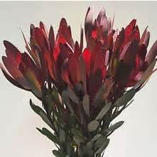 Fresh flowers buyers and buying leads. Fresh Flowers Wholesale UK | Wedding Flowers |Triangle Nursery