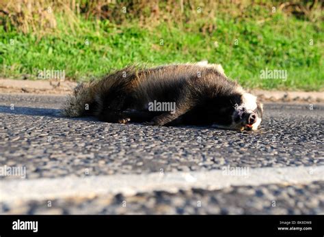 Badger Road Kill Meles Meles Stock Photo Alamy