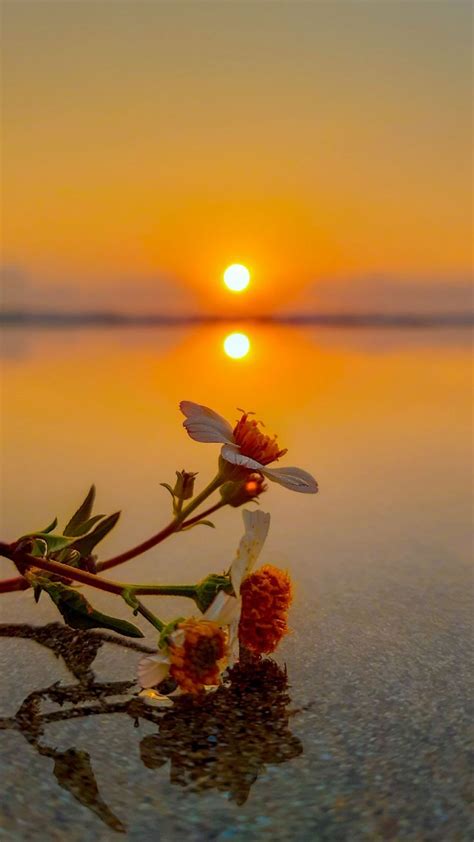 The Sun Is Setting Over Some Water With Flowers On It And One Flower In