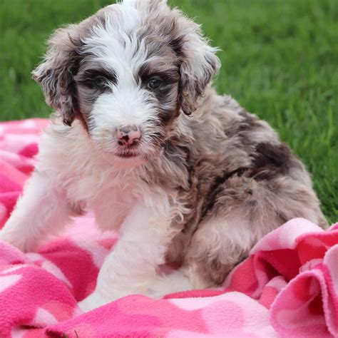 Merle Coats Are Simply Stunning Aussiedoodles Doodle Puppy Puppies