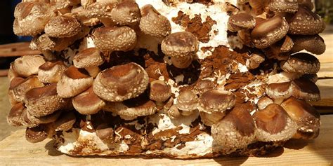 30 Of The Best Ideas For Growing Shiitake Mushrooms Indoors Home