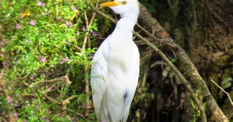 Amateurnithologist Different Birds Cattle Egret Vs Snowy Egret Vs Great Egret