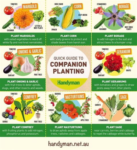 Chart For Planting Veggie Garden