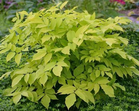 Aralia Sun King Japanese Spikenard Golden Japanese Spikenard Shade