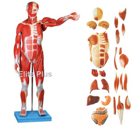 Medical Anatomical Model Gda113011 Male Muscle Figure 78 Cm For