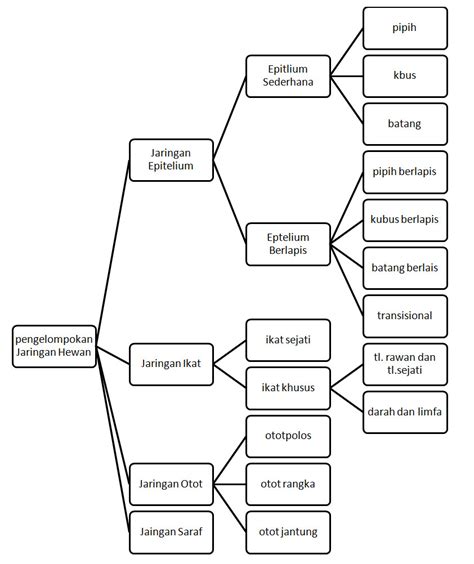 Peta Konsep Struktur Dan Fungsi Jaringan Tumbuhan Riset