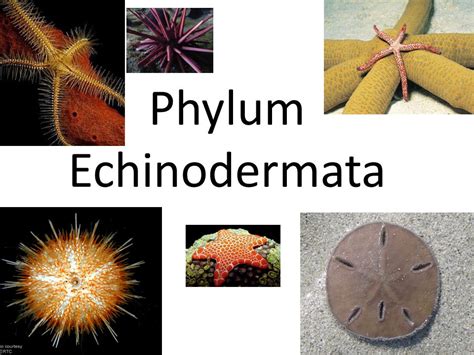 Phylum Echinodermata: General Characteristics and Classification