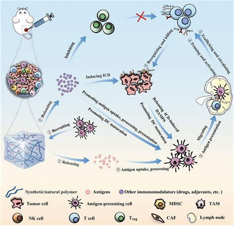 Hydrogel Guided Strategies To Stimulate An Effective Immune Response