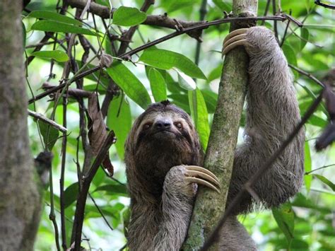 Baby Maned Three Toed Sloth