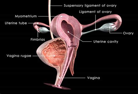 Human Anatomy Woman Ovaries