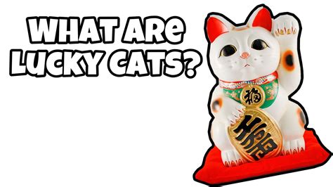 What Are Lucky Cats Youtube