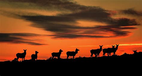 Elk Silhouette Sunset Photograph By Bob Juarez Fine Art America