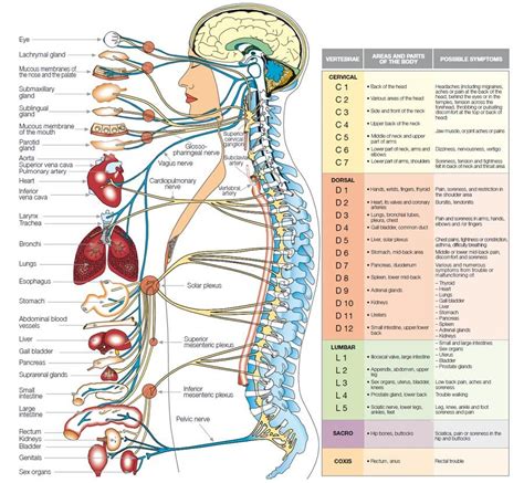 The nervous system is a network of specialized cells that communicate information about an organism's surroundings and itself. diagram showing organs protected by skeleton - Google Search | classroom | Human body organs ...