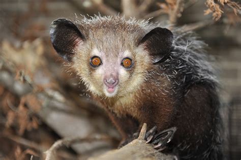 Aye Aye Duke Lemur Center